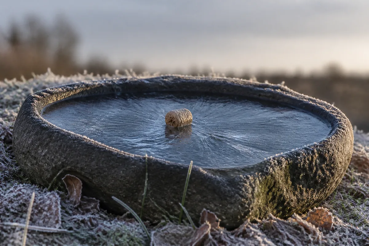 Vue rapprochée d’un bain d’oiseaux gelé en hiver, bouchon de liège flottant sur une plaque de glace fine, givre alentour