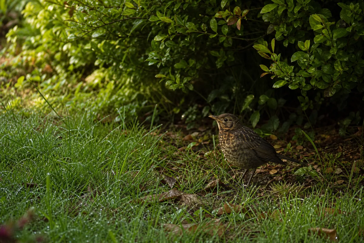 Jeune merle emplumé posé au sol dans l’herbe d’un jardin, sous une haie