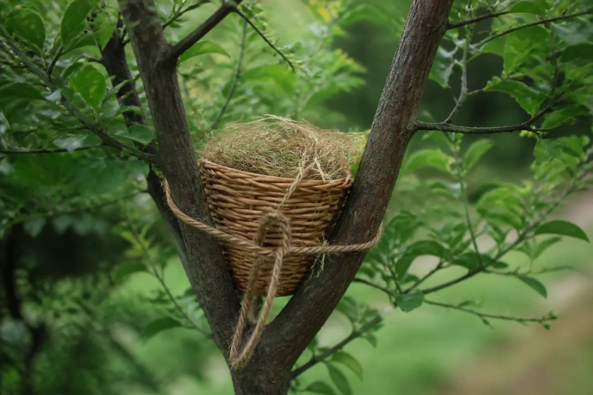 Nid de substitution en osier fixé dans une haie de jardin, garni d’herbe sèche